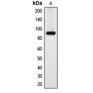 LifeSab™ DYRK1A Rabbit pAb (50 µl)