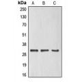 LifeSab™ ELF5 Rabbit pAb (50 µl)