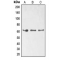 LifeSab™ ELK1 (pS389) Rabbit pAb (50 µl)