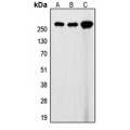 LifeSab™ Filamin A Rabbit pAb (50 µl)