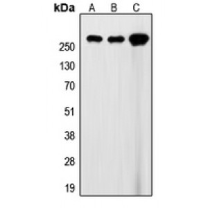 LifeSab™ Filamin A Rabbit pAb (50 µl)