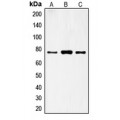LifeSab™ FSHR Rabbit pAb (50 µl)