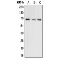 LifeSab™ GRK5 Rabbit pAb (50 µl)