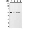 LifeSab™ GSK3 alpha (pS21) Rabbit pAb (50 µl)