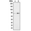 LifeSab™ BRF1 Rabbit pAb (50 µl)