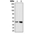 LifeSab™ hnRNP H Rabbit pAb (50 µl)
