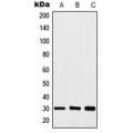 LifeSab™ HOXA11/D11 Rabbit pAb (50 µl)