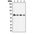 LifeSab™ GRP78 Rabbit pAb (50 µl)