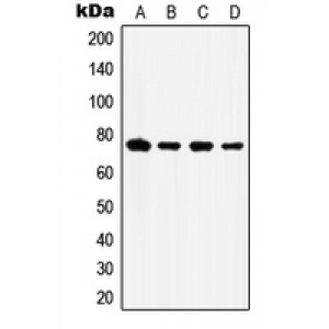 LifeSab™ GRP78 Rabbit pAb (50 µl)