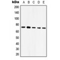 LifeSab™ GRP75 Rabbit pAb (50 µl)