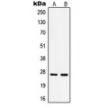 LifeSab™ HSP27 (pS15) Rabbit pAb (50 µl)