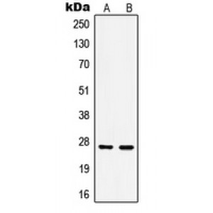 LifeSab™ HSP27 (pS15) Rabbit pAb (50 µl)