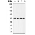 LifeSab™ HSP60 Rabbit pAb (50 µl)