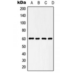LifeSab™ HSP60 Rabbit pAb (50 µl)