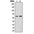 LifeSab™ Cytokine IK Rabbit pAb (50 µl)