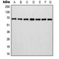 LifeSab™ Involucrin Rabbit pAb (50 µl)