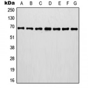LifeSab™ Involucrin Rabbit pAb (50 µl)