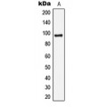 LifeSab™ DNA Ligase 4 Rabbit pAb (50 µl)