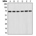 LifeSab™ NRF2 Rabbit pAb (50 µl)