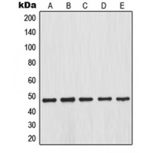LifeSab™ IKB beta (pS23) Rabbit pAb (50 µl)