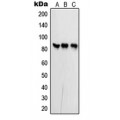 LifeSab™ PFKP Rabbit pAb (50 µl)