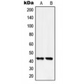 LifeSab™ Serpin B5 Rabbit pAb (50 µl)