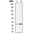 LifeSab™ Serpin B9 Rabbit pAb (50 µl)