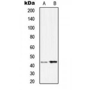 LifeSab™ Serpin B9 Rabbit pAb (50 µl)