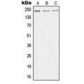 LifeSab™ TRAP220 Rabbit pAb (50 µl)