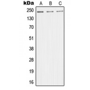 LifeSab™ TRAP220 Rabbit pAb (50 µl)
