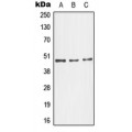 LifeSab™ JNK3 Rabbit pAb (50 µl)