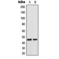 LifeSab™ MKK1 (pT292) Rabbit pAb (50 µl)