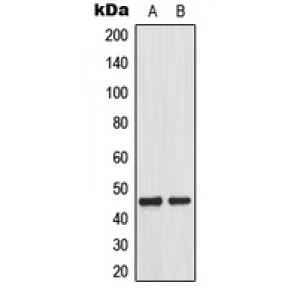 LifeSab™ MKK1 (pT292) Rabbit pAb (50 µl)