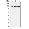 LifeSab™ Focal Adhesion Kinase Rabbit pAb (50 µl)