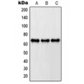 LifeSab™ Paxillin Rabbit pAb (50 µl)