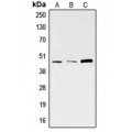 LifeSab™ SKP2 Rabbit pAb (50 µl)
