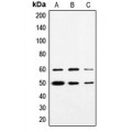 LifeSab™ SYT Rabbit pAb (50 µl)
