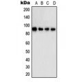 LifeSab™ STAT5A Rabbit pAb (50 µl)