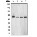 LifeSab™ SYK (pY323) Rabbit pAb (50 µl)