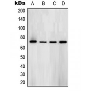 LifeSab™ SYK (pY323) Rabbit pAb (50 µl)