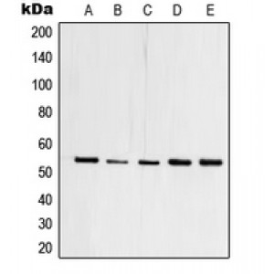 LifeSab™ TFDP1 Rabbit pAb (50 µl)