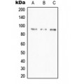 LifeSab™ A20 Rabbit pAb (50 µl)