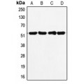 LifeSab™ p53 Rabbit pAb (50 µl)
