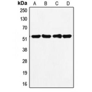 LifeSab™ p53 Rabbit pAb (50 µl)