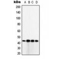 LifeSab™ TUSC3 Rabbit pAb (50 µl)