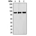 LifeSab™ FXR2 Rabbit pAb (50 µl)