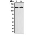 LifeSab™ EIF5B Rabbit pAb (50 µl)