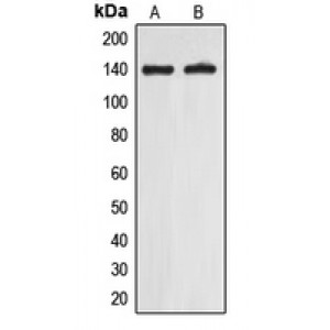 LifeSab™ EIF5B Rabbit pAb (50 µl)