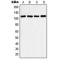 LifeSab™ Histone Deacetylase 9 Rabbit pAb (50 µl)