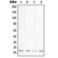 LifeSab™ Cyclophilin F Rabbit pAb (50 µl)